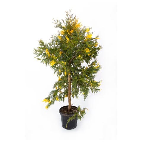 Libocedrus Calocedrus Dec.Au. h 150-175 cm