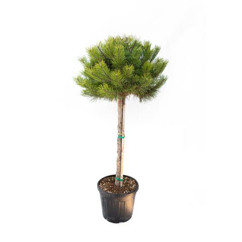 Pin negru (Pinus Nigra) h 40-50 cm, pe tulpina