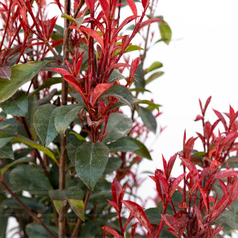 Photinia Fraseri Robusta Compacta, h 140-160 cm, in jardiniera