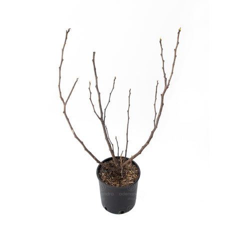 Smochin (Ficus Carica mix), 120-140 cm