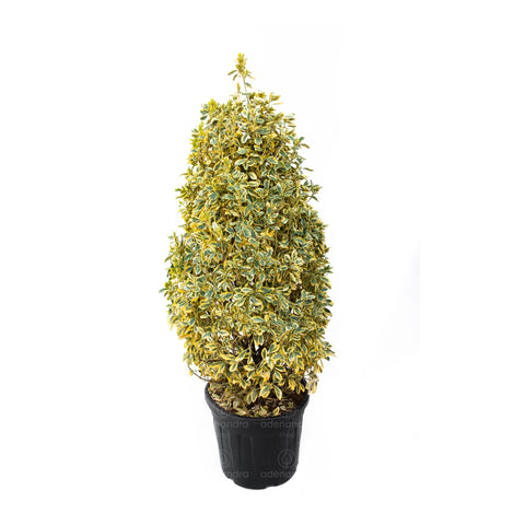Salba japoneza Bravo (Euonymus Japonicum Bravo), h 125-150 cm, con