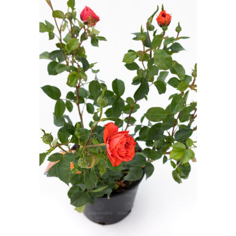 Trandafir Fiore Grande, h 20-30 cm