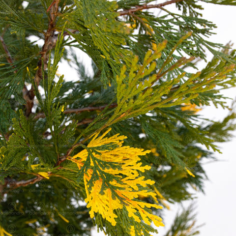 Libocedrus Calocedrus Dec.Au. h 150-175 cm