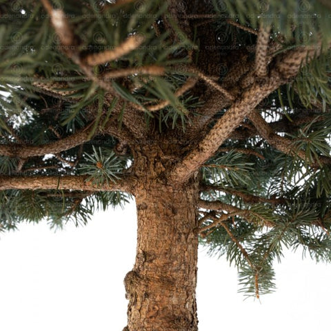 Molid argintiu Oldenburg (Picea Pungens Oldenburg), h 80-90 cm, tulpina