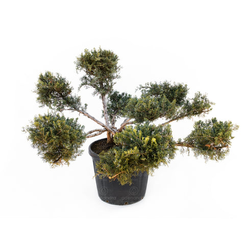 Ienupar Juniperus Virg. Grey Owl, h 100-120 cm, Bonsai