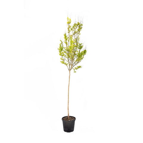 Liliac indian (Lagerstroemia Indica), 200-220 cm
