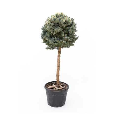 Molid argintiu Oldenburg (Picea Pungens Oldenburg), h 80-90 cm, tulpina