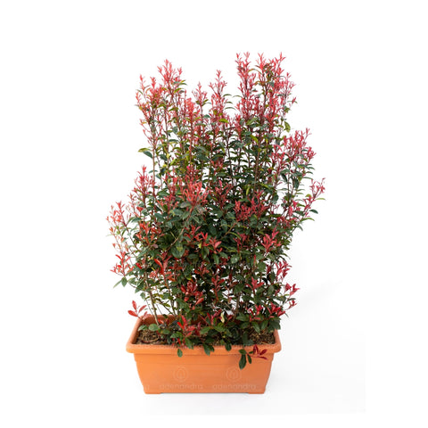 Photinia Fraseri Robusta Compacta, h 140-160 cm, in jardiniera