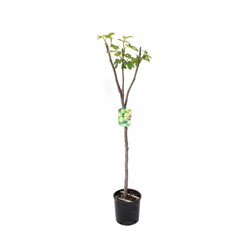 Smochin alb pe tulpina (Ficus Carica Bianco)