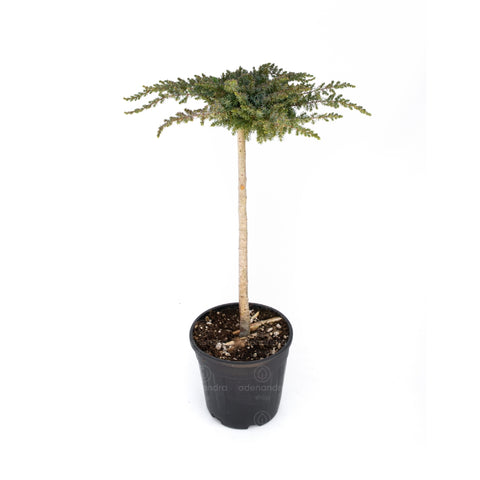 Ienupar tarator pe tupina (Juniperus Conferta Schlager)