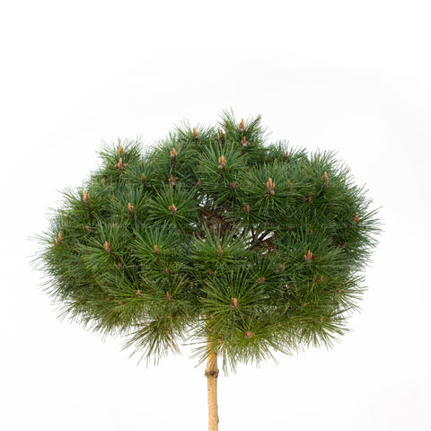 Pin pitic (Pinus Brepo Bambino)  h 100-120 cm, diam. 50-60 cm, pe tulpina