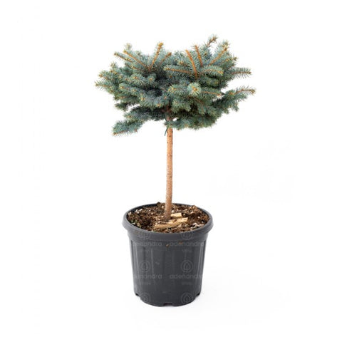 Molid argintiu (Picea pungens Glauca Globosa)  h 40-45 cm, pe tulpina
