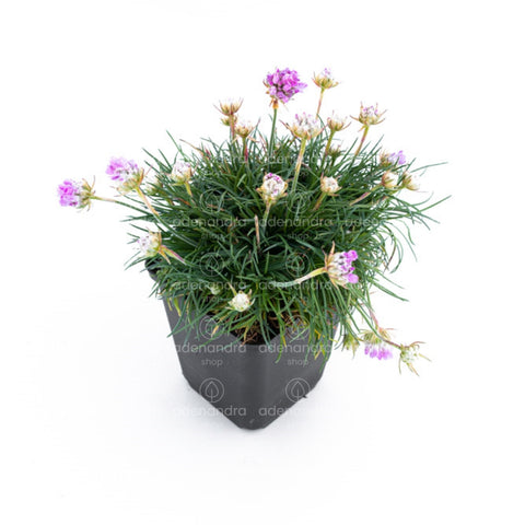Armeria maritima (Armeria Roschen), mov