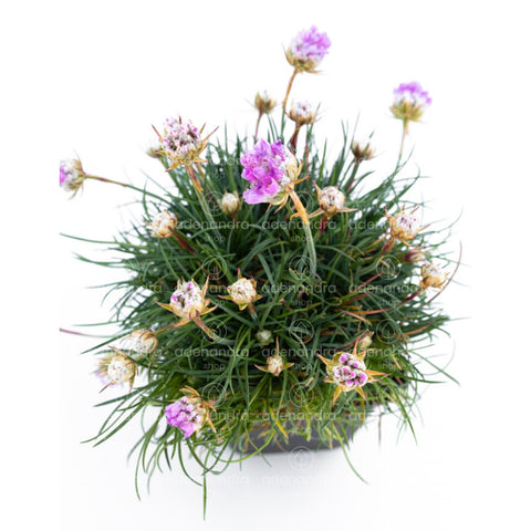Armeria maritima (Armeria Roschen), mov