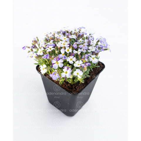 Aubrieta Cultorum, alb-mov
