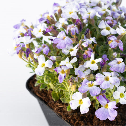 Aubrieta Cultorum, alb-mov