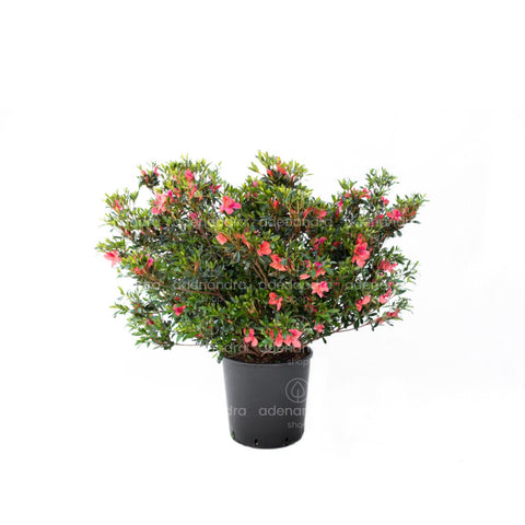 Azalea japoneza (Azalea Japonica), h 80-90, verde