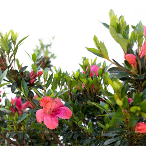 Azalea japoneza (Azalea Japonica), h 80-90, verde