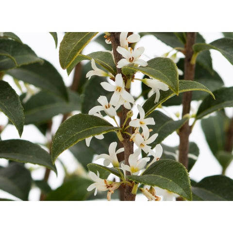 Osmanthus Burkwoodii, h 30-40 cm, verde