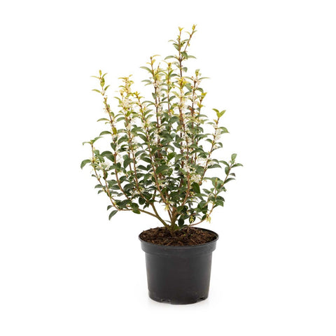Osmanthus Burkwoodii, h 30-40 cm, verde
