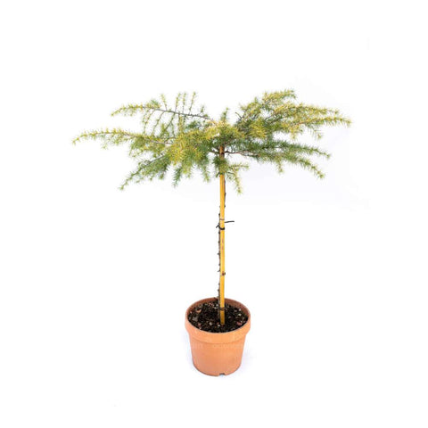 Cedru de Himalaya pe tulpina (Cedrus Deodara Golden Horizon)