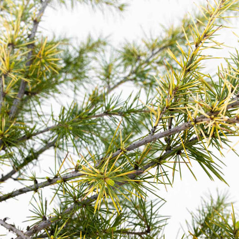 Cedru de Himalaya pe tulpina (Cedrus Deodara Golden Horizon)