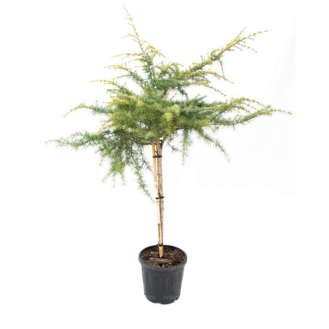 Cedru auriu (Cedrus Deodara Golden Horizon), h 140-160 cm