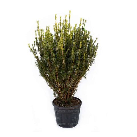 Tisa japoneza (Cephalotaxus Harring Fastigiata), h 150-175 cm