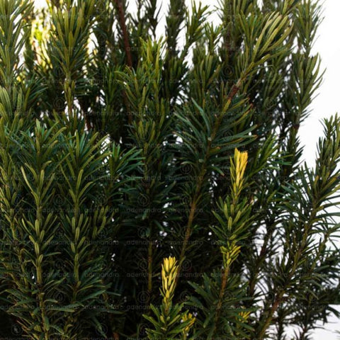 Tisa japoneza (Cephalotaxus Harring Fastigiata), h 150-175 cm