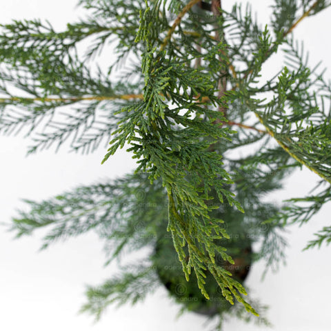 Chiparos Leyland (Cupressocyparis Leylandii), h 100-120 cm