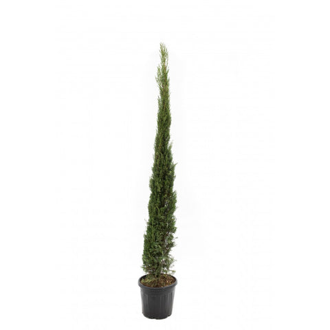 Chiparos italian (Cupressus Sempervirens Pyramidalis), h 80-100 cm