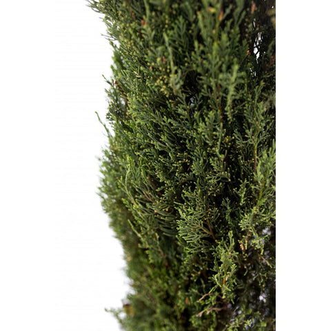 Chiparos italian (Cupressus Sempervirens Pyramidalis), h 80-100 cm