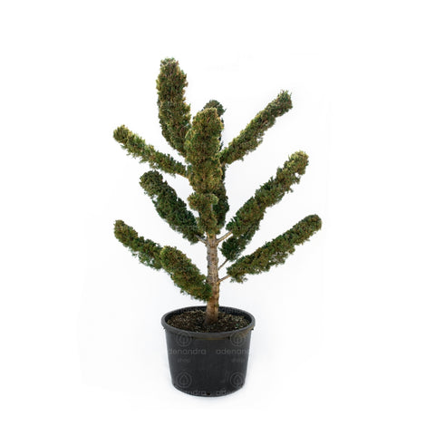 Chiparos Italian Bonsai (Cupressus Sempervirens Agrimed), h 200-250 cm