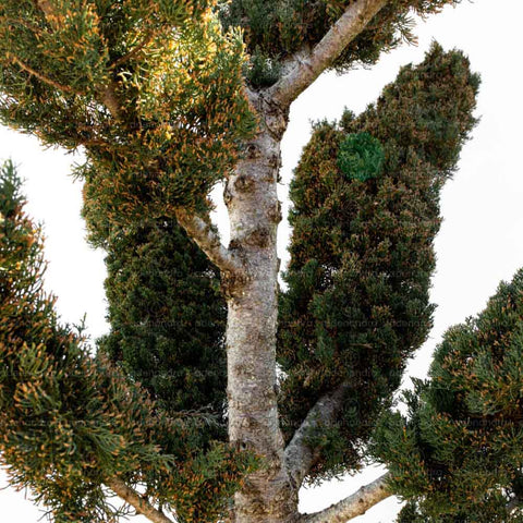 Chiparos Italian Bonsai (Cupressus Sempervirens Agrimed), h 200-250 cm