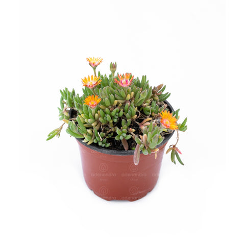 Floare de cristal (Delosperma)
