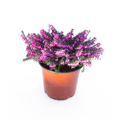 Erica Carnea