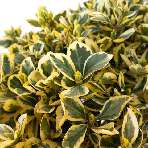 Salba japoneza Bravo (Euonymus Japonicum Bravo), h 60-70 cm, Palla