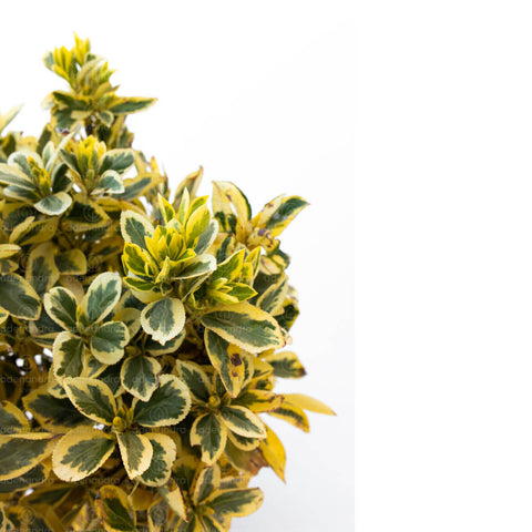 Salba japoneza Bravo (Euonymus Japonicum Bravo), h 40-60 cm pe tulpina