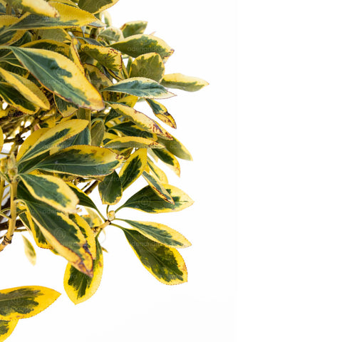 Salba japoneza Bravo (Euonymus Japonicum Bravo), h 125-150 cm, con