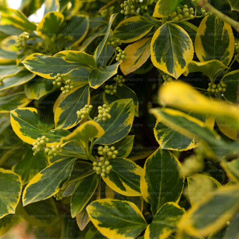 Salba japoneza (Euonymus Fortunei Emerald Gold), h 120 cm