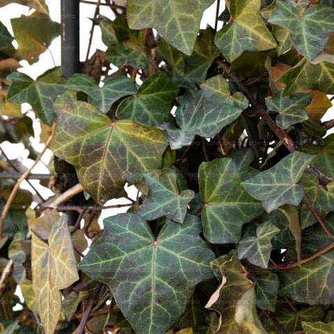 Iedera (Hedera Hibernica), 180 * 120 cm, Spalliera