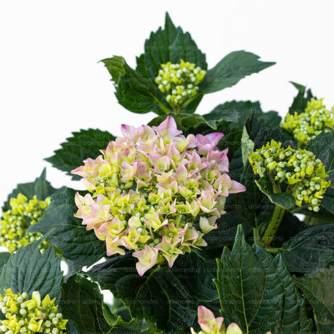 Hortensie (Hydrangea Macrophylla Merveille Sanguine)