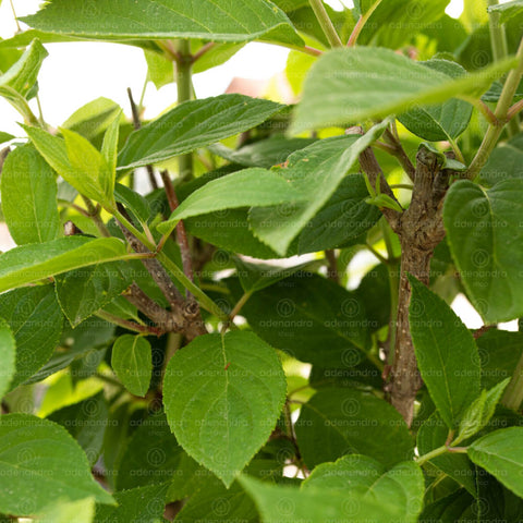 Hortensie pe tulpina (Hydrangea Paniculata LimeLight)