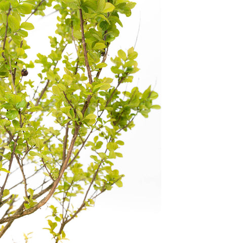 Liliac indian (Lagerstroemia Indica), 200-220 cm