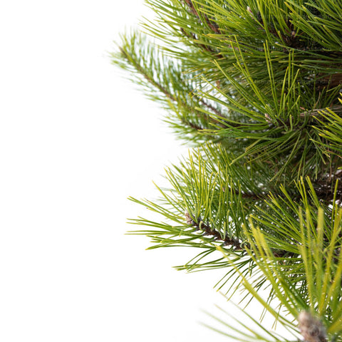 Pin negru (Pinus Nigra) h 40-50 cm, pe tulpina