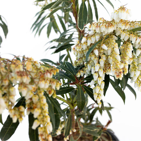 Pieris japonica (Pieris Silver Queen), h 20-30 cm, verde-alb