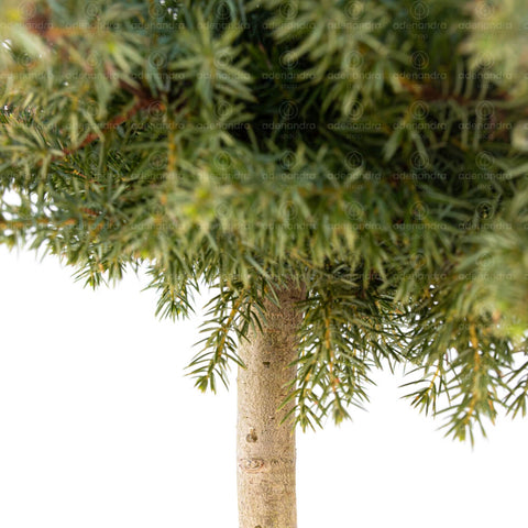 Ienupar tarator pe tupina (Juniperus Conferta Schlager)