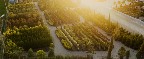 Adenandra Garden
