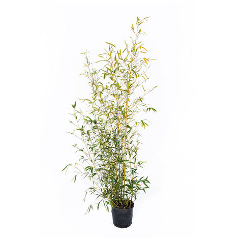 Bambus de gradina auriu (Phyllostachys Aurea), h 150-200, verde