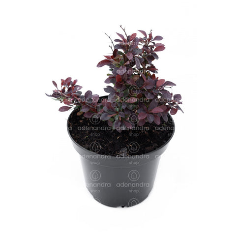 Dracila rosie (Berberis Atropurpurea Nana), h 20-40 cm